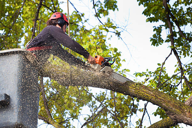 Best Affordable Tree Service  in USA